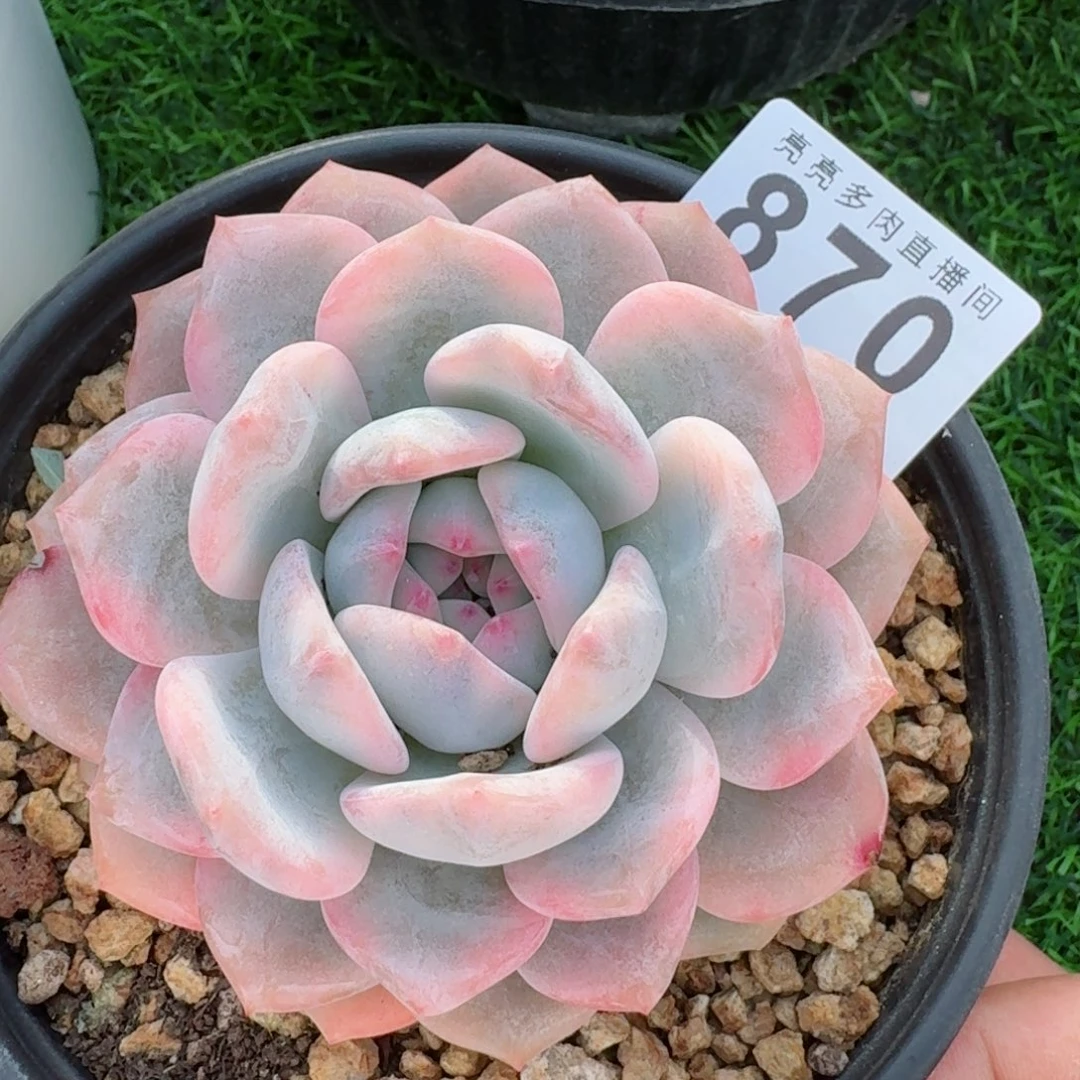 橙子锦          摇身一变高富帅，一夜暴富动作快