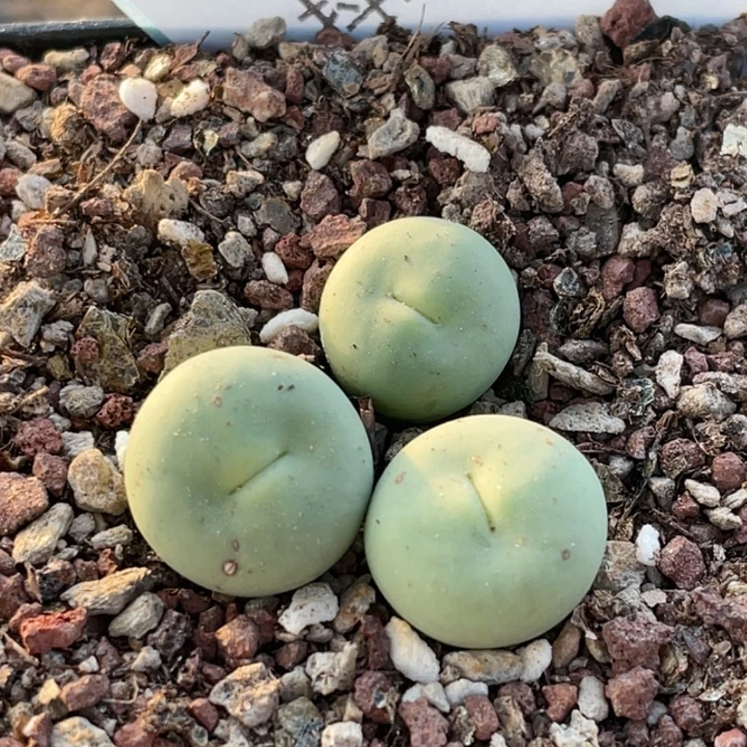 23-134嘴多肉植物肉锥