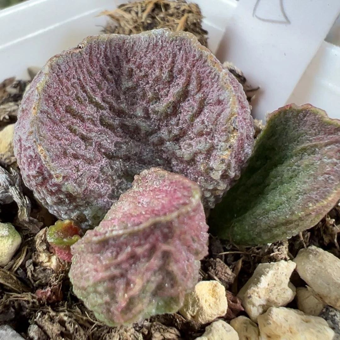 w颗粒款实生新品多肉植物