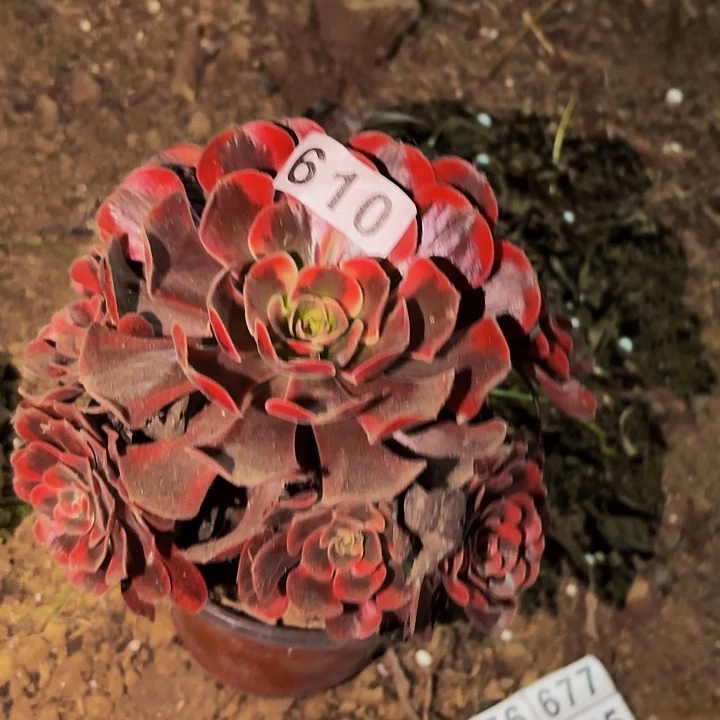610爱神多肉植物不售后