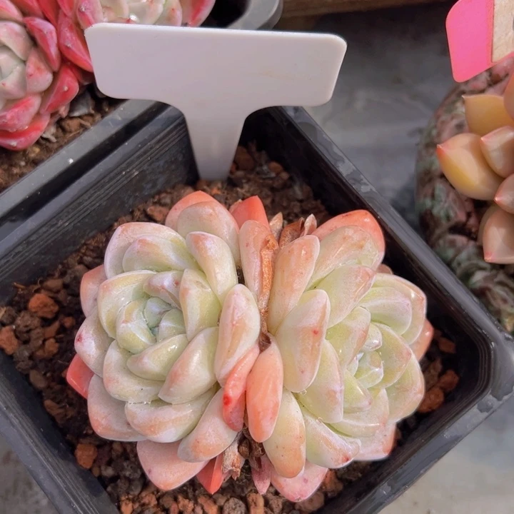 健健康康平平安安