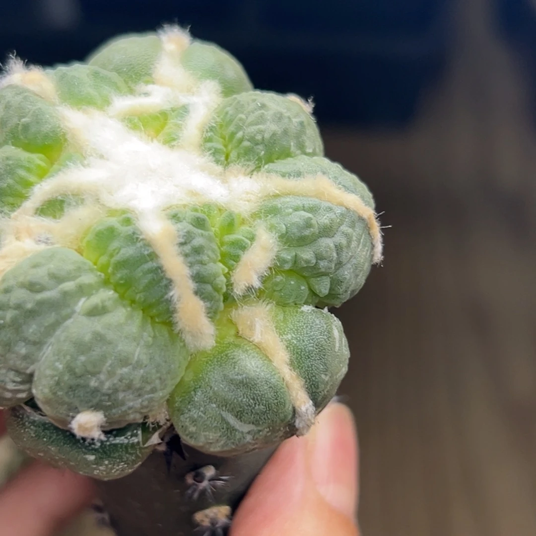 凌***半647 袖蒲嫁接 仙人球