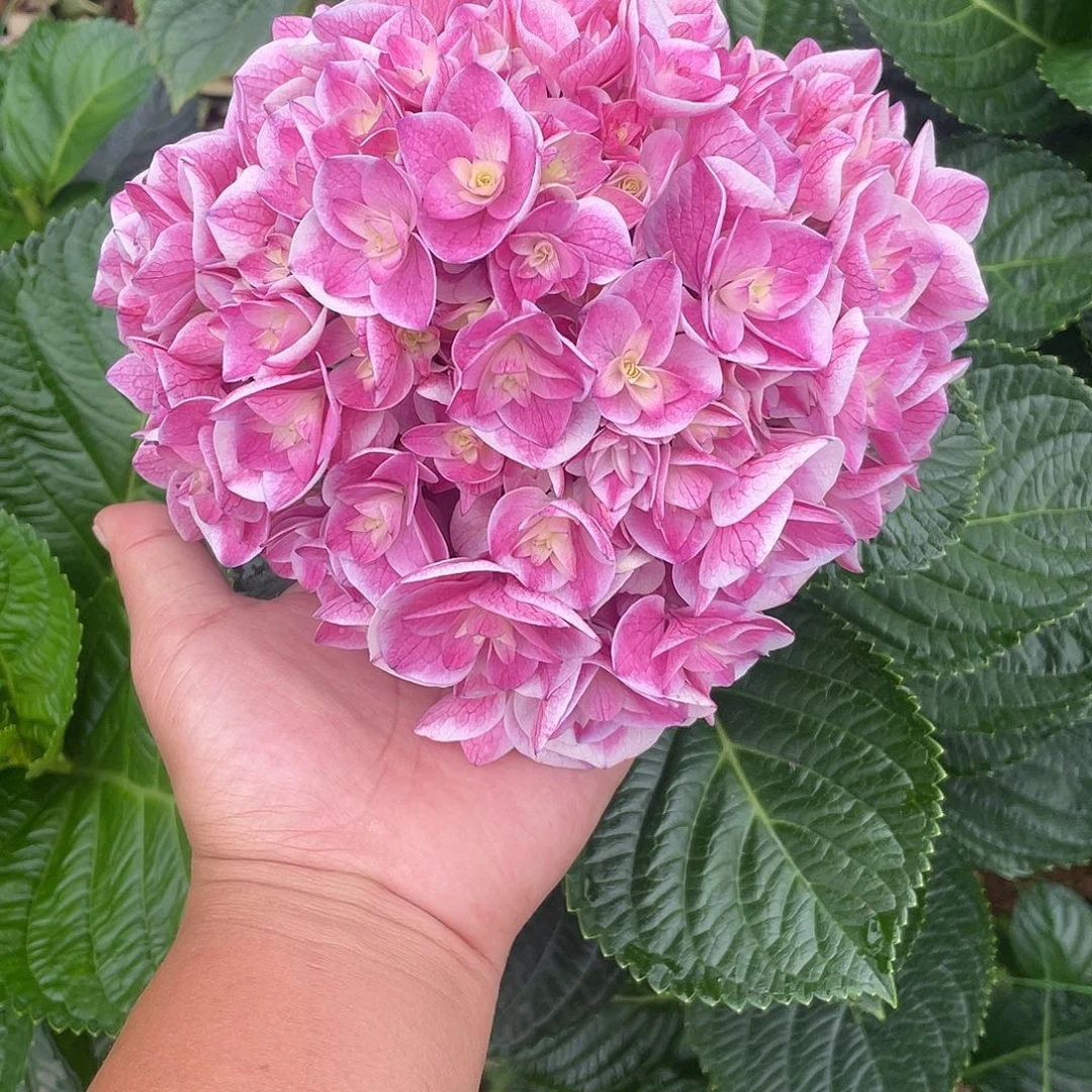 绣球切花一物一拍3枝起包邮，104