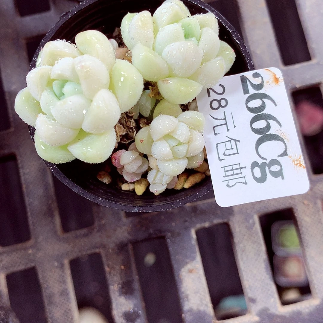 5厘米盆精控多肉266