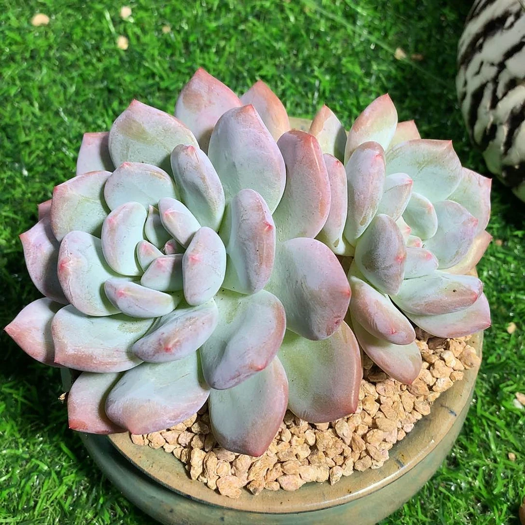 香橙14 公分一物一拍