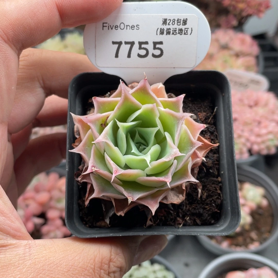 7755蓝丝绒4.5厘米