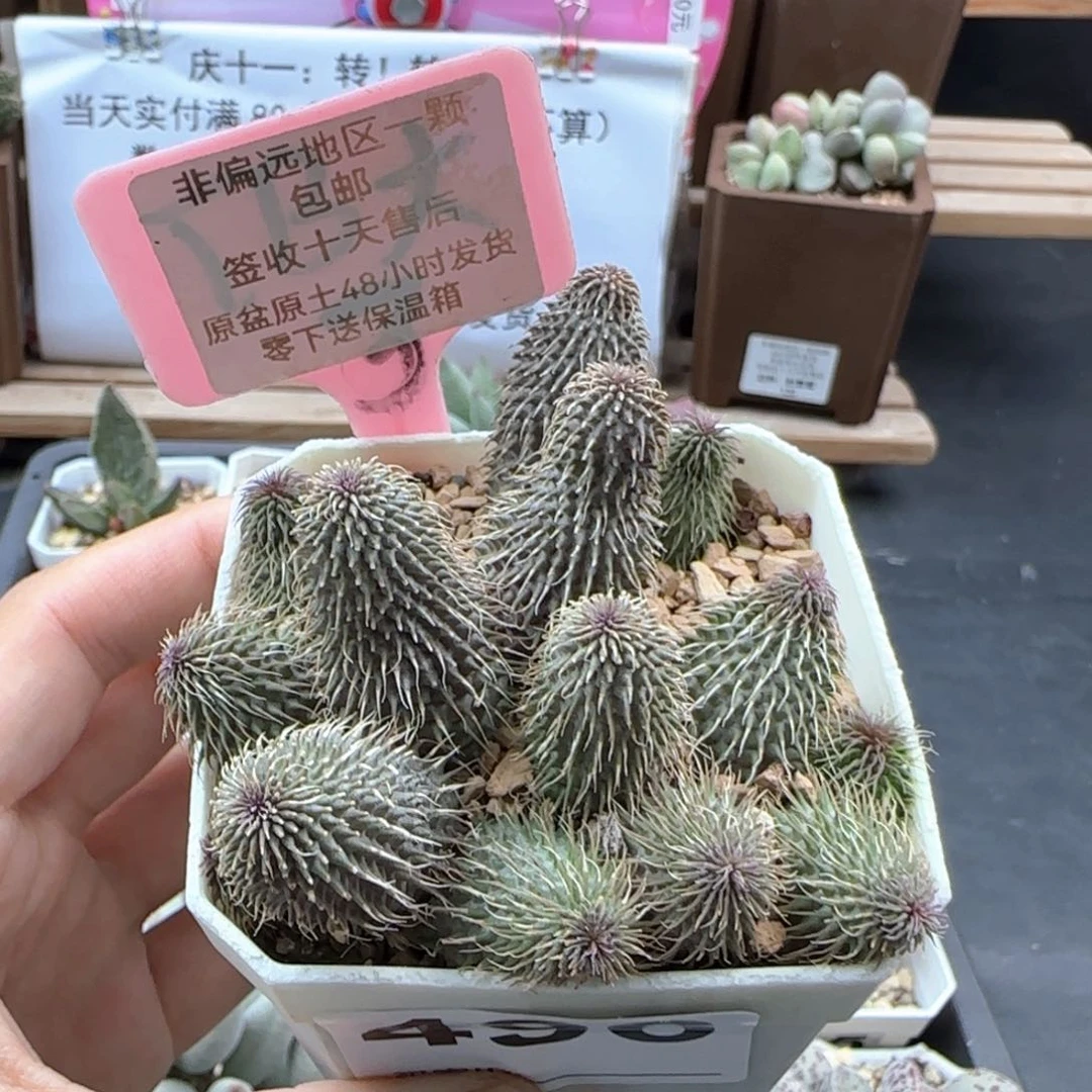 496阿修罗多肉植物