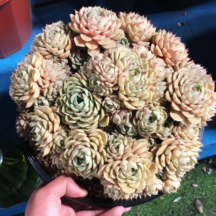 苯巴蒂斯老桩捧花多肉植物