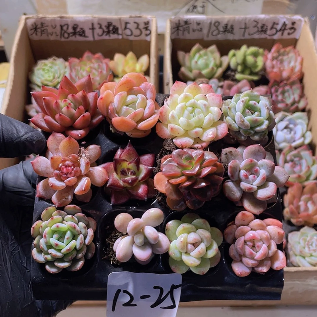 【闪购商品】12颗25号约2-3厘米