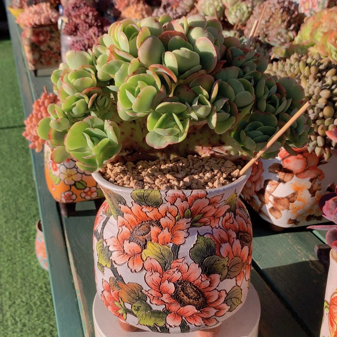 碧桃朵朵无砍自然群小树