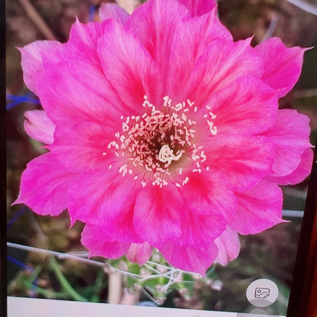 丽花 菲云变 侧芽 满20包邮