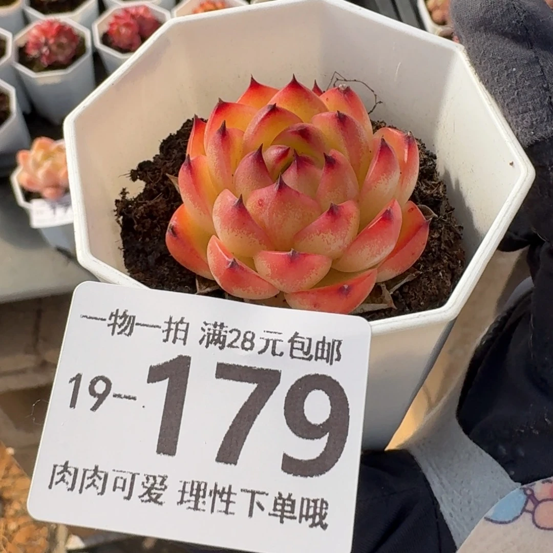 月亮石无盆土发货无