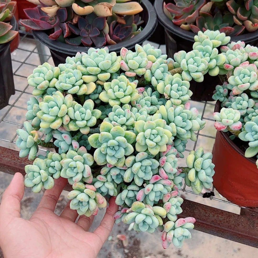香香劳尔整装整群特价