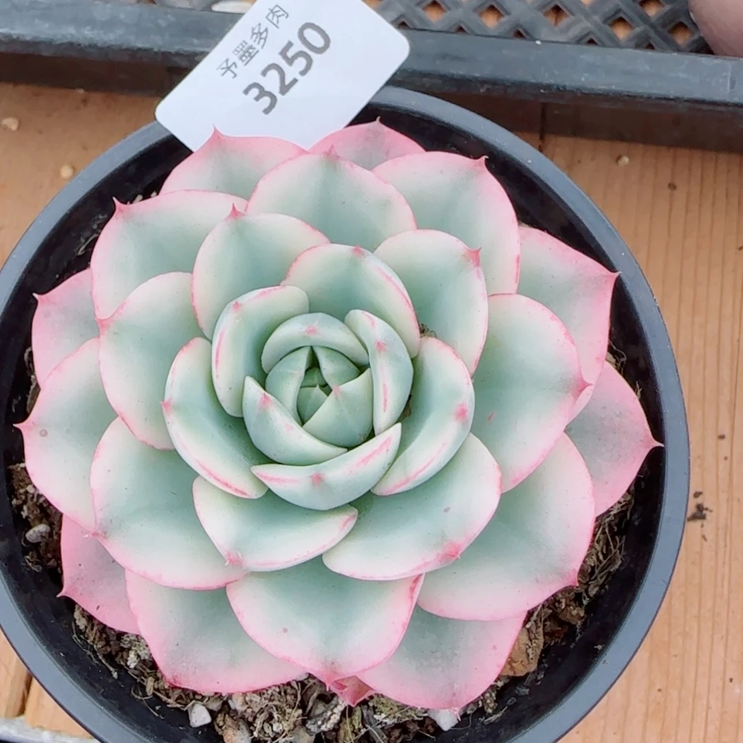 奶油黄桃锦，3250多肉植物