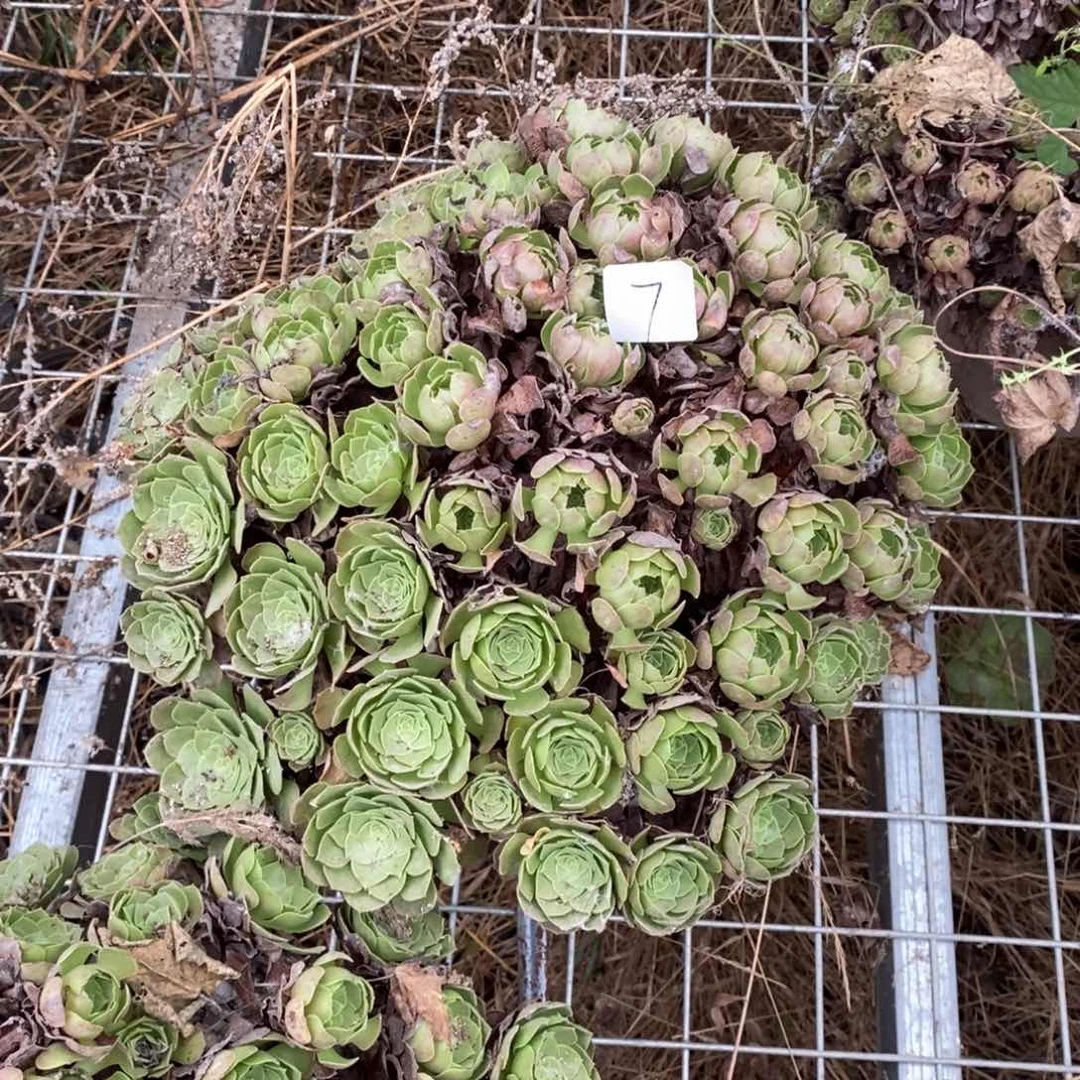 ?****?多肉植物组合拼盘7
