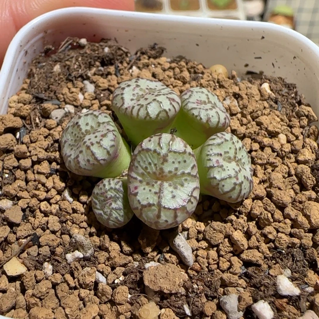 肉锥多肉植物组合-安贞355