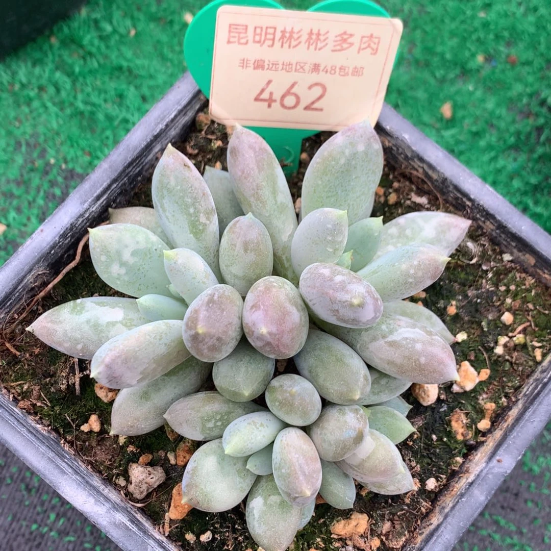 哥特萝莉彩体胖体4头462