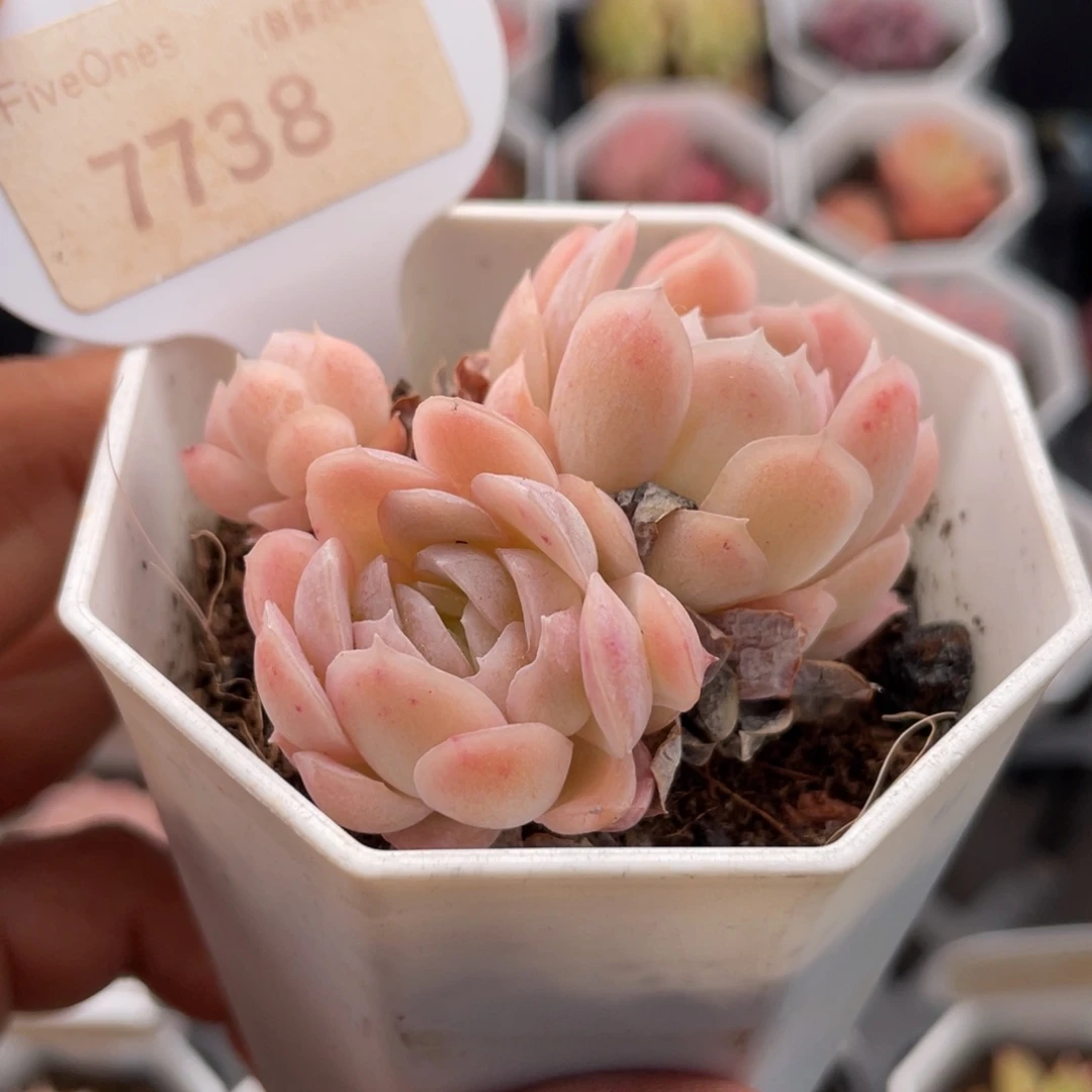 冰梅7738-5.0厘米