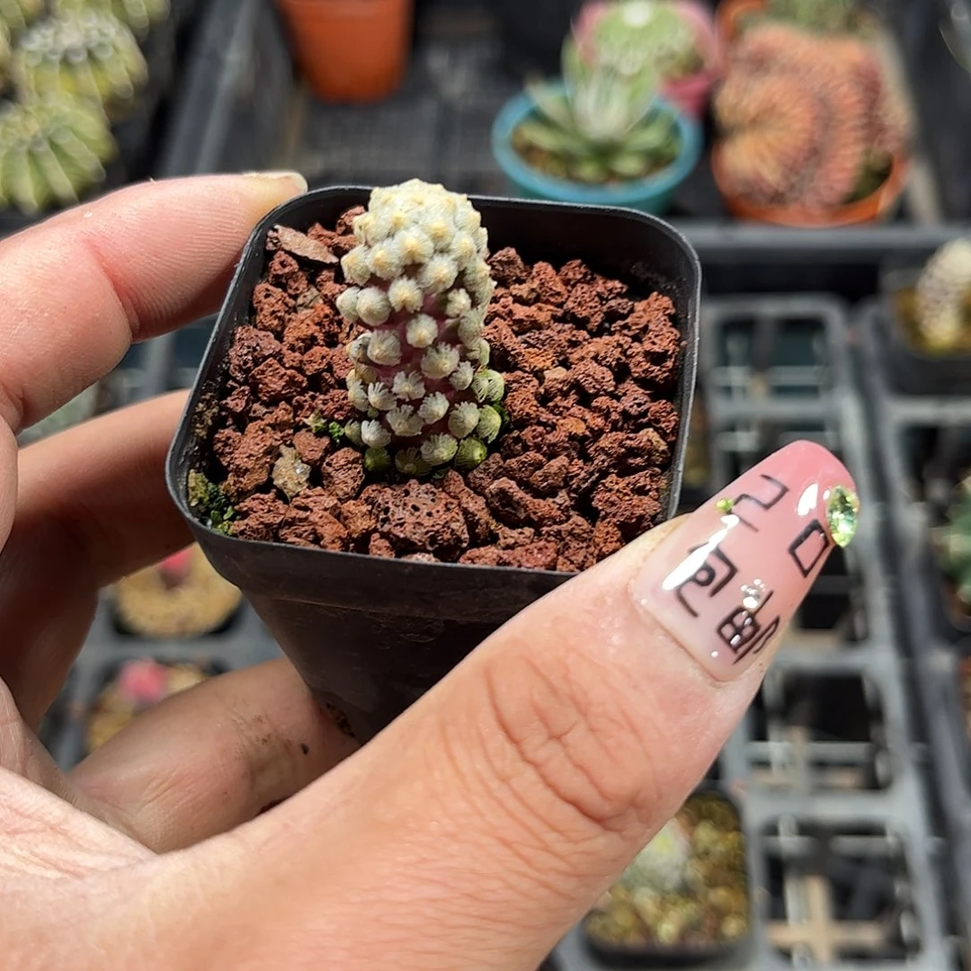 戴斯油单头发货单头