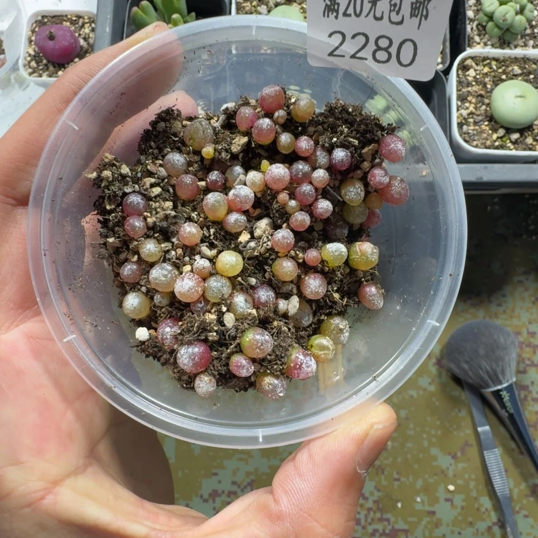 赵*辰2280。小灯泡。尺寸不大