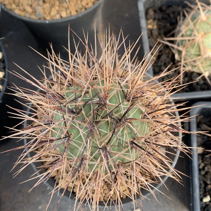 大型海胆习习志野仙人球