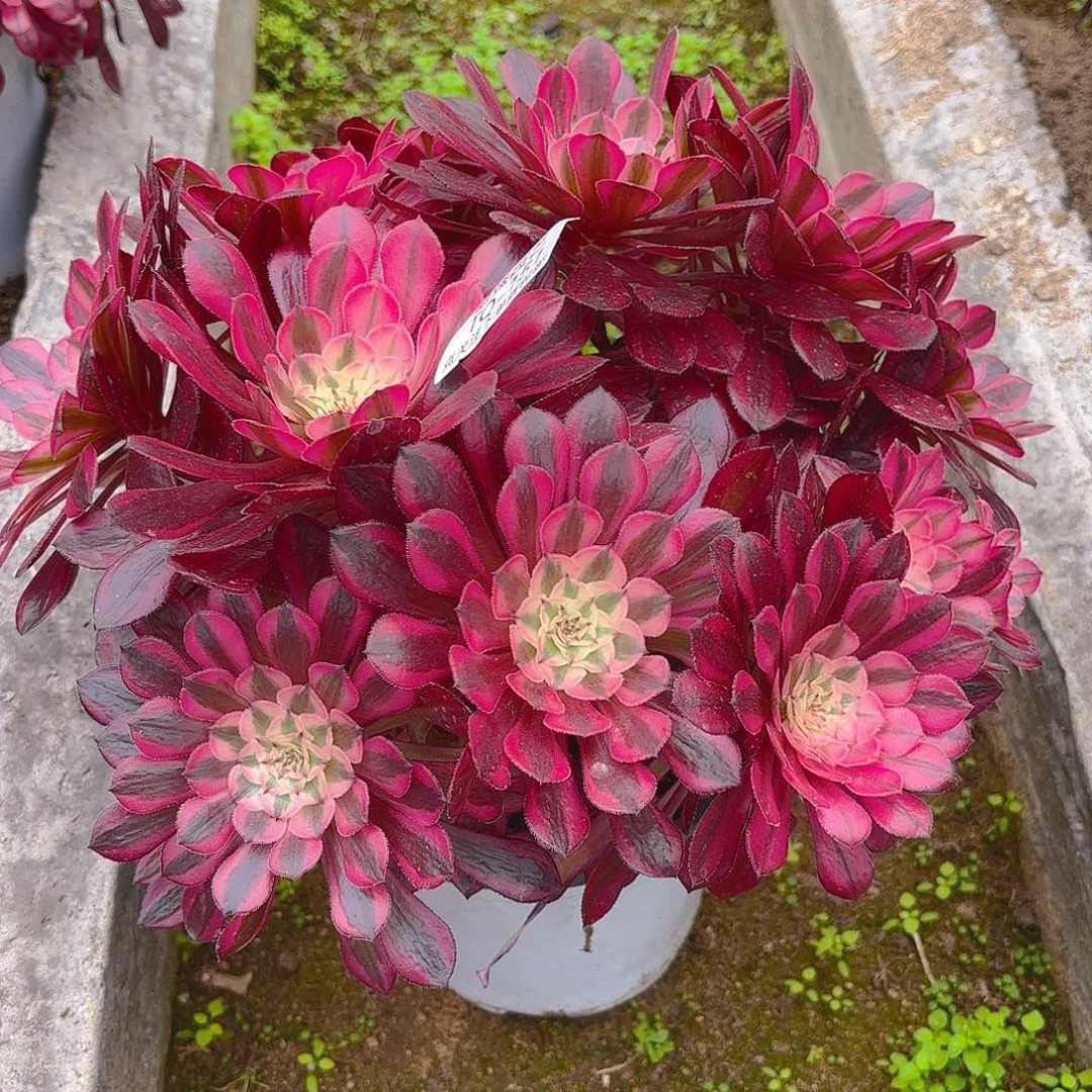 铜壶多肉植物五号151