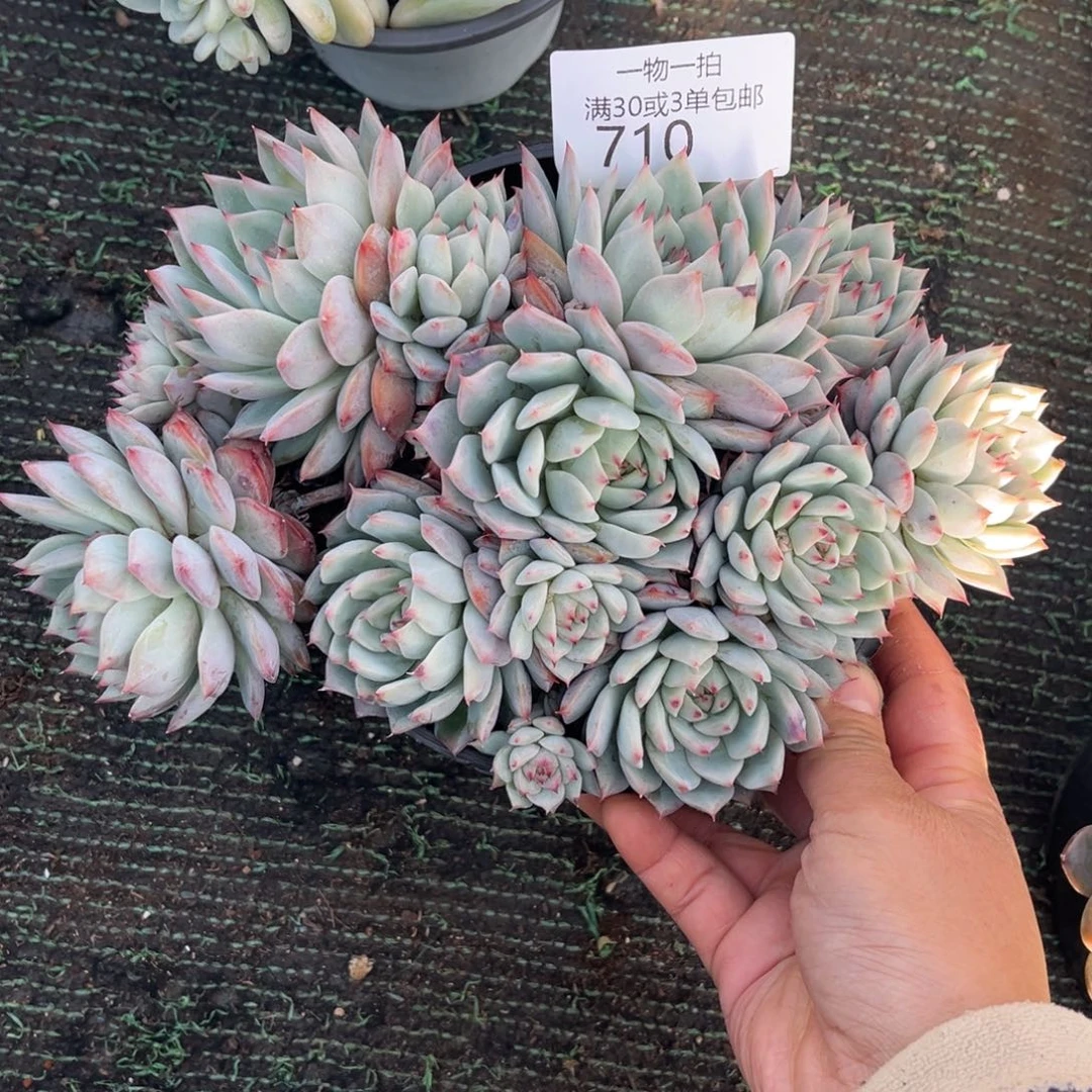 710tp群多肉植物……