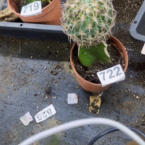 722虎头一物一图如图