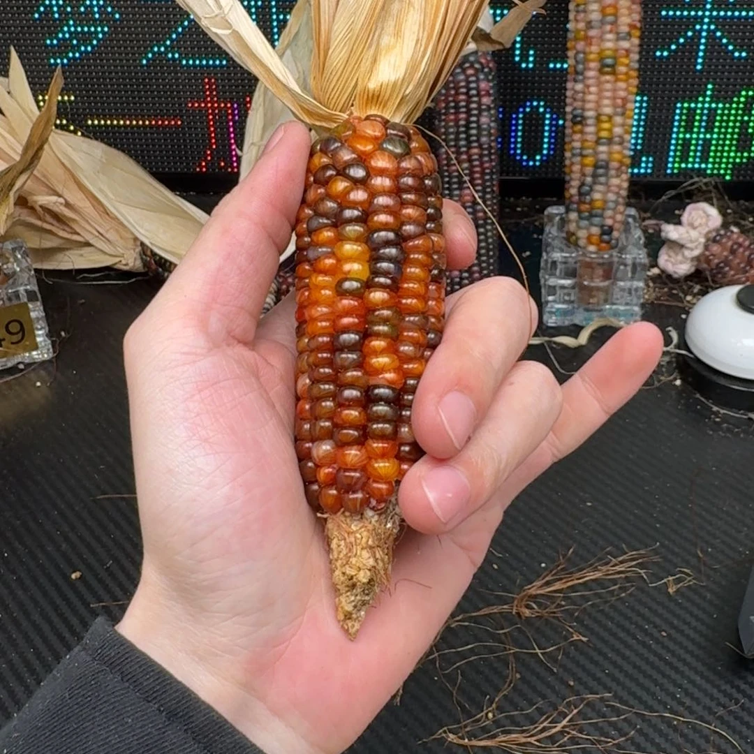 柏香籽/百香籽吊坠若*优