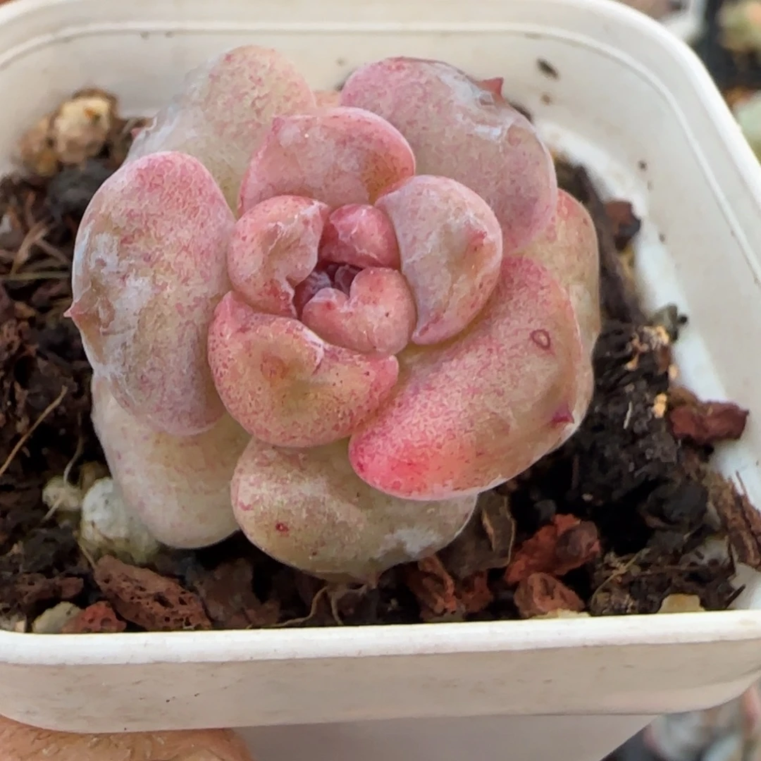 小卡拉米糖心一物一拍。