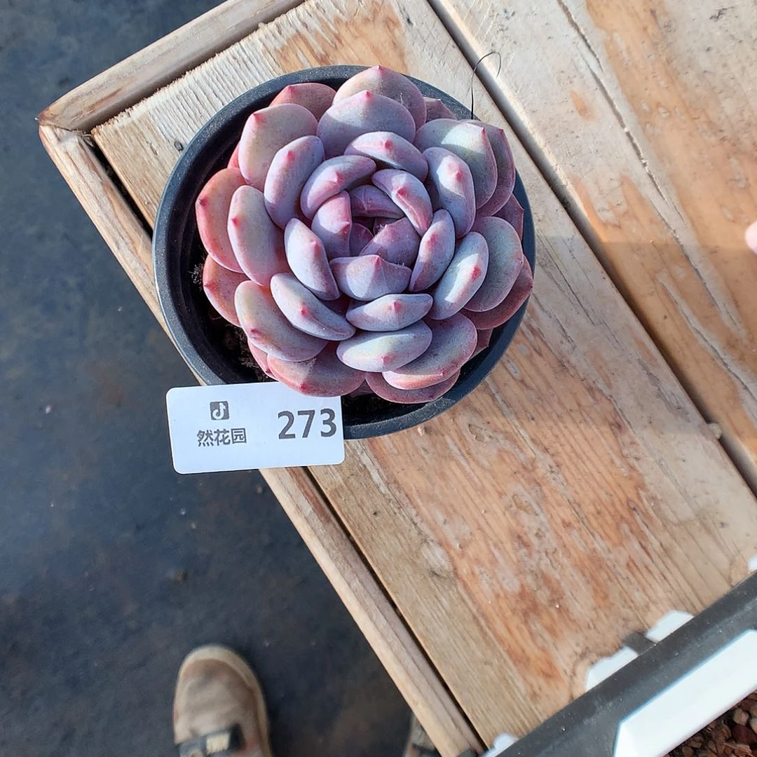 273星影多肉植物6666