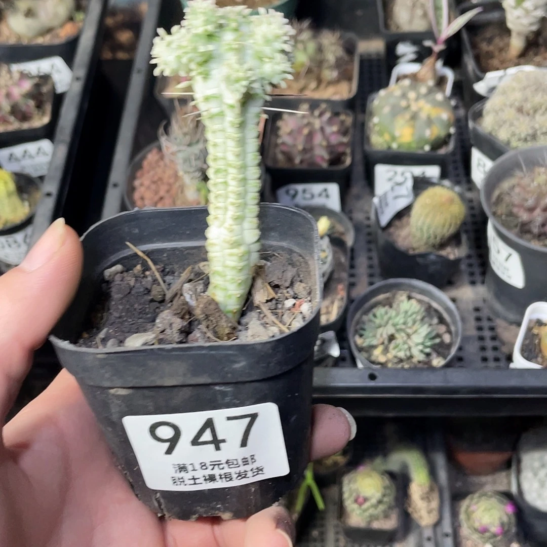 947白桦麒麟（满18包邮）