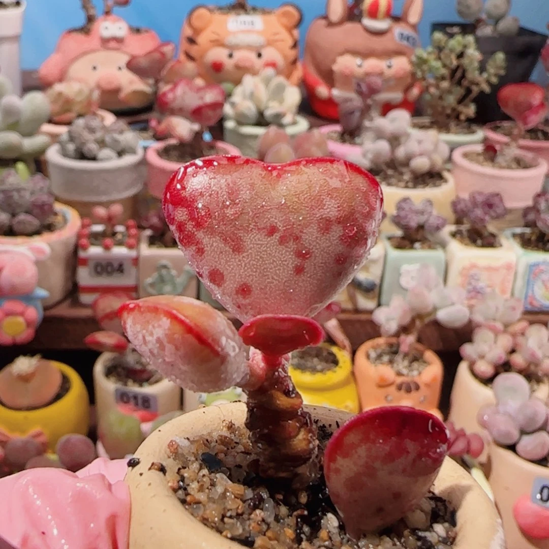 T爱心水泡盆口2.5cm