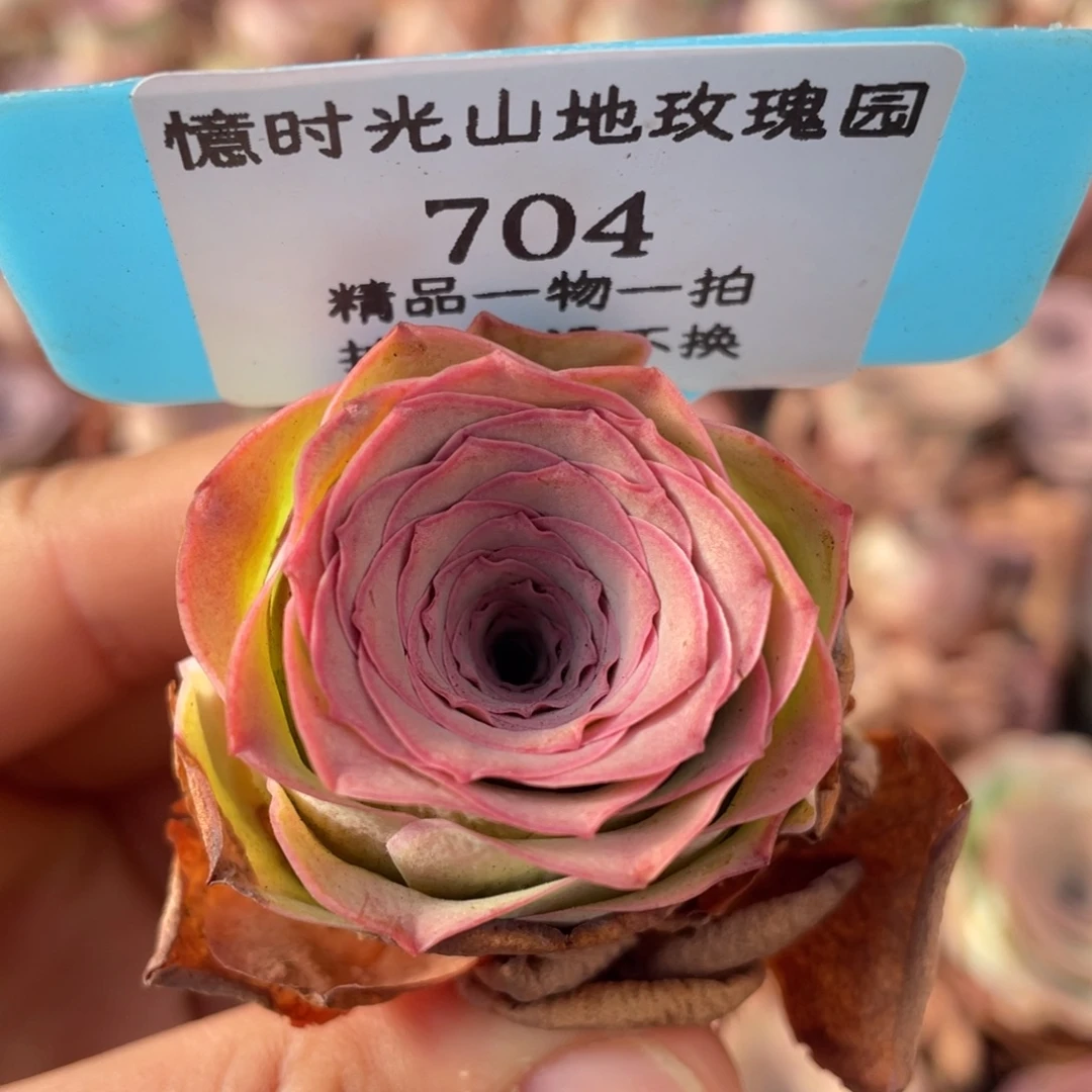 山地玫瑰704裸根发货不售后