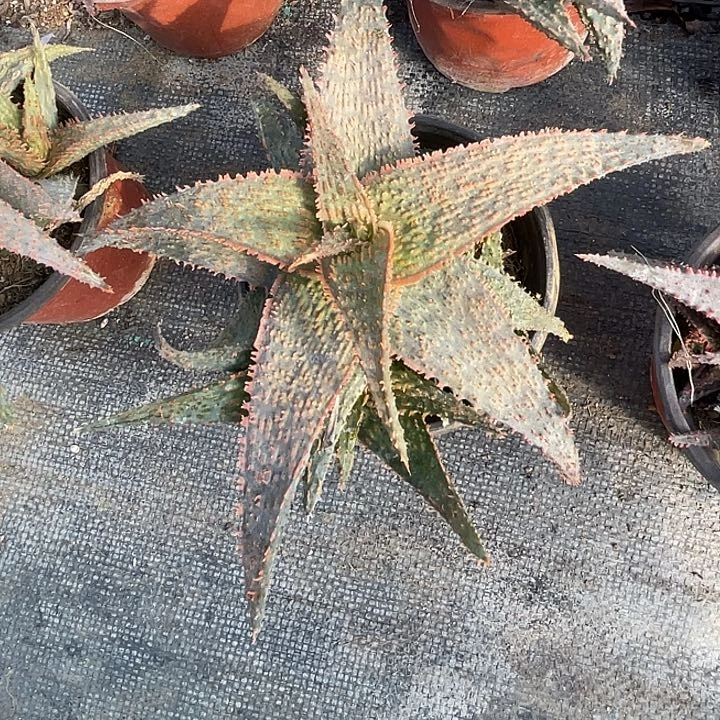 超级芦荟群满25包邮