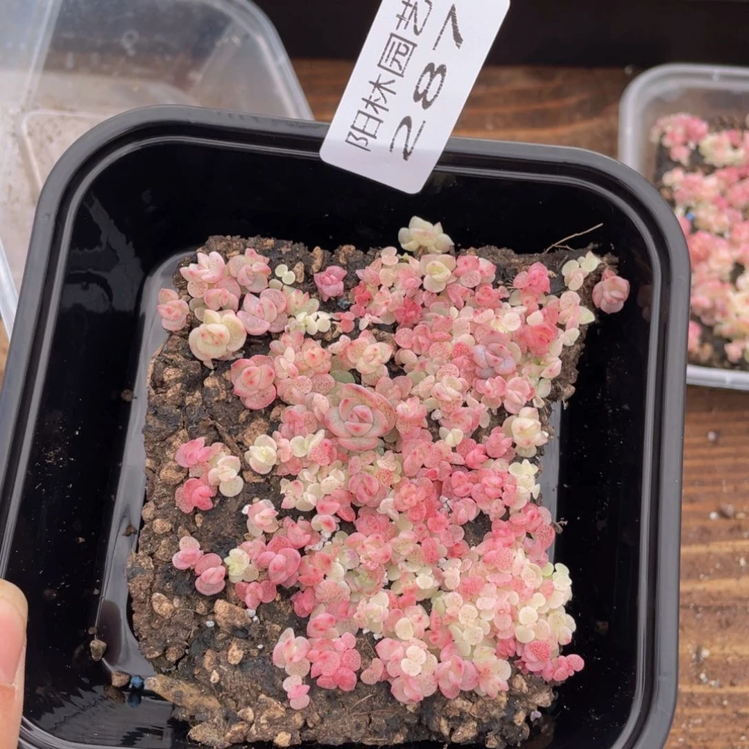 多肉植物多肉植物287