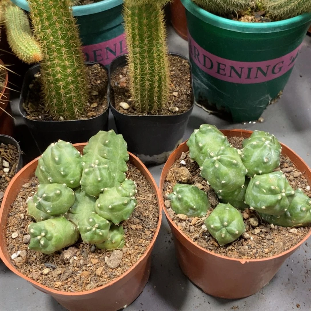 新品橙桃多头一杯群生