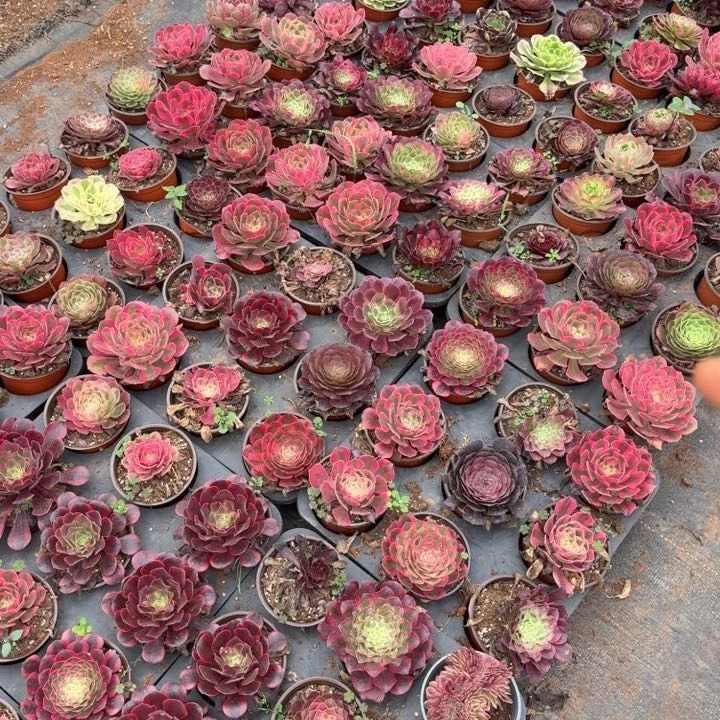 随机两颗带盆土发货