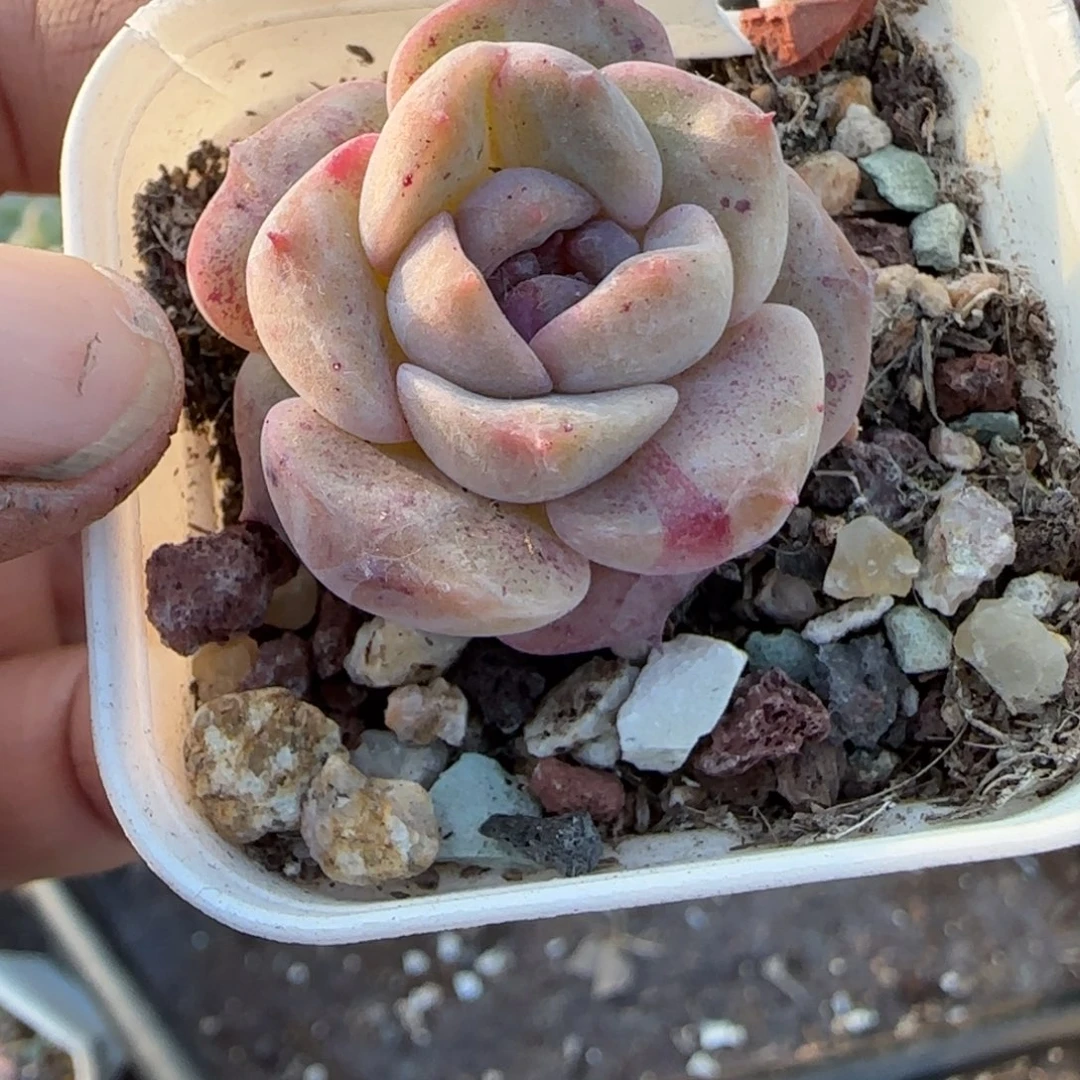 多肉小卡拉米糖心一物一拍