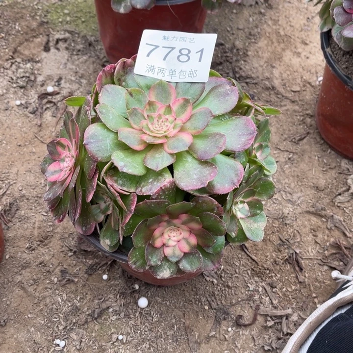 7781荔枝的人多肉的