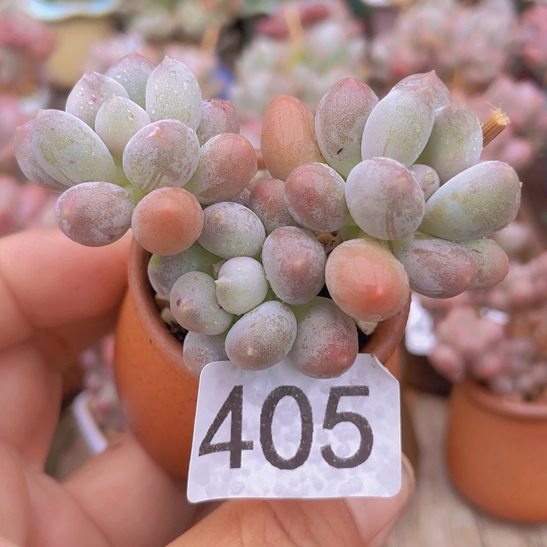 溜溜球多肉植物的