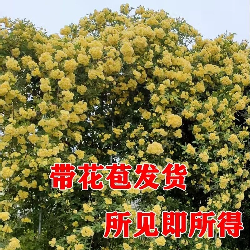 黄木香花苗爬藤植物重瓣黄木香苗开花卉阳台庭院盆栽