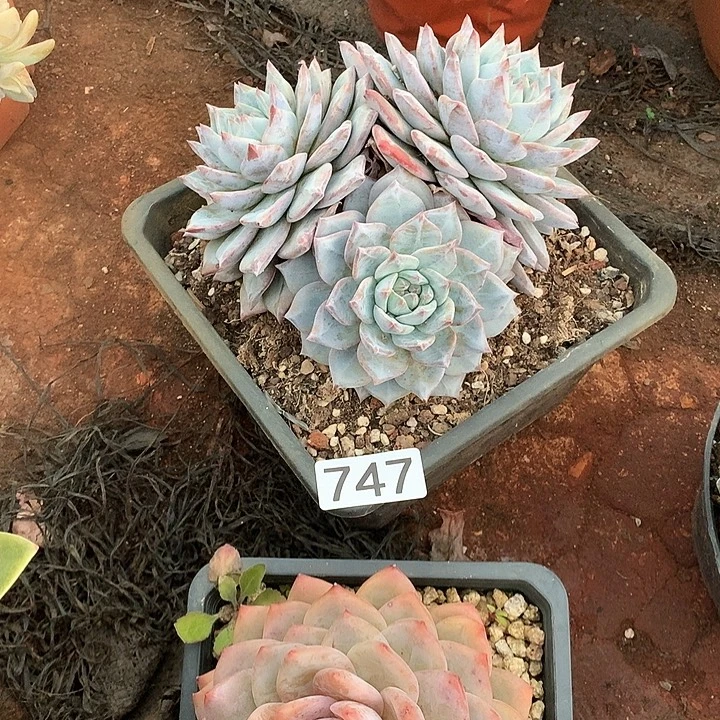 747 一物一拍多肉