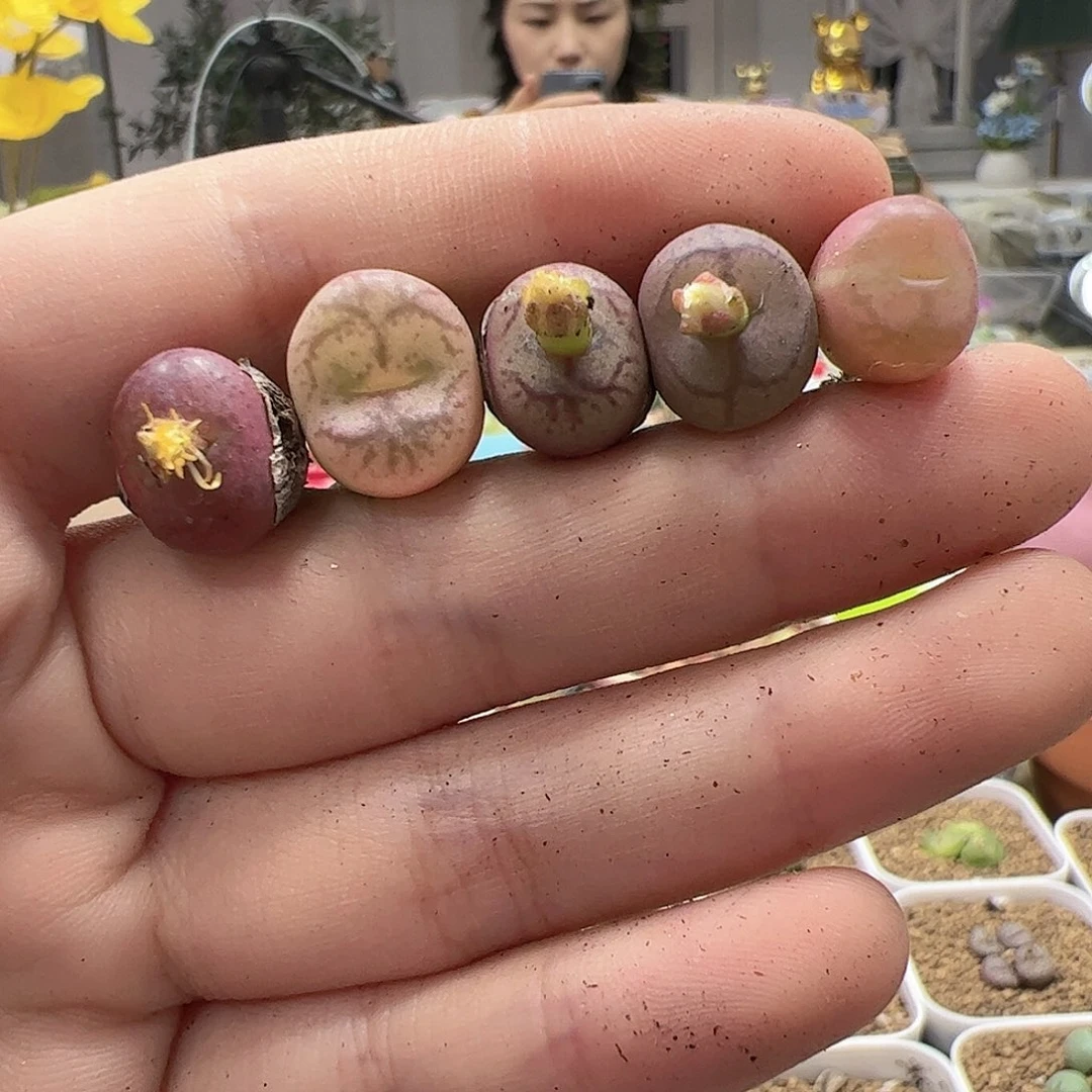 【闪购商品】356 猴杂