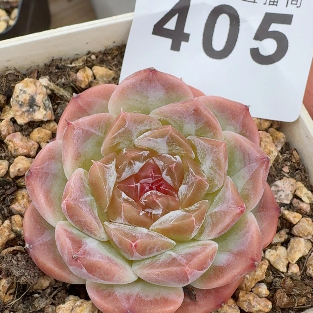 秘境冰魄            精美多肉植物
