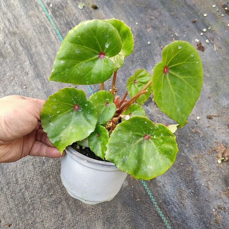 胭脂秋海棠 轻微叶损不包售后十度以下请拍保温棉