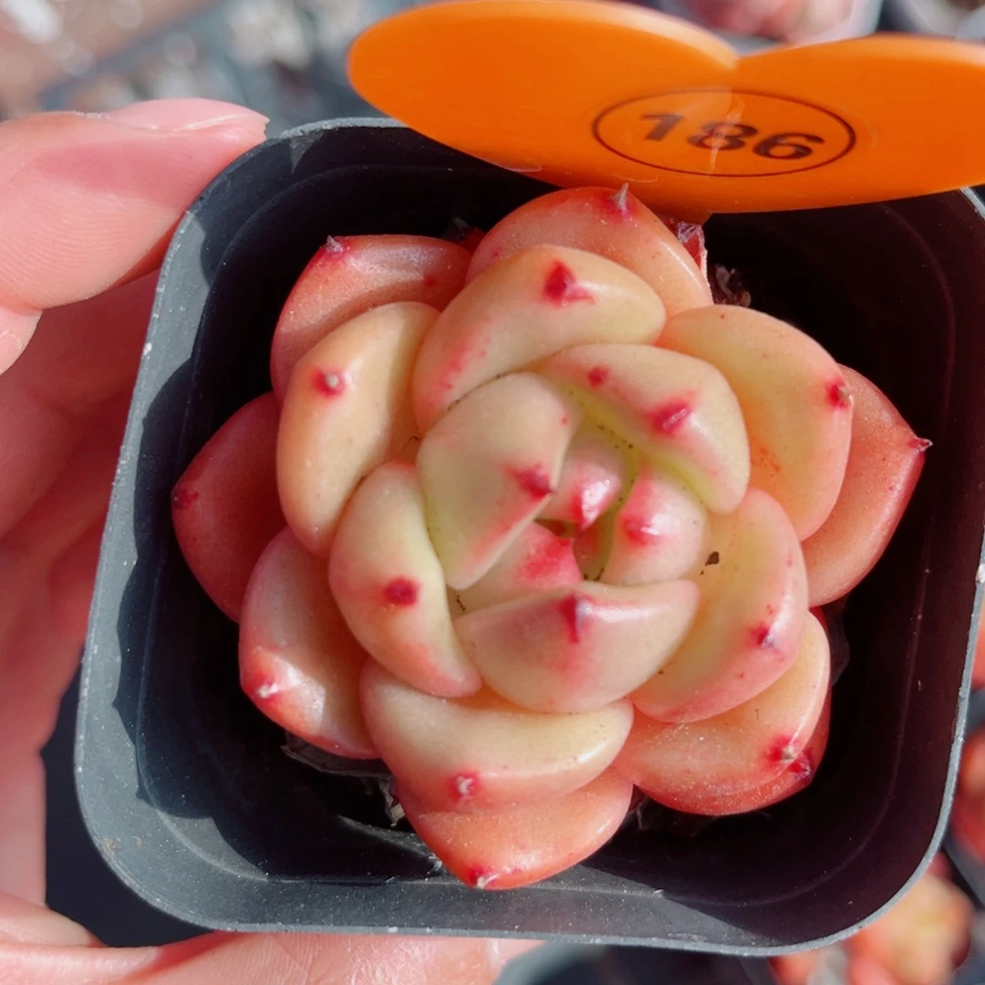 186号小老桩安可珍妮单头