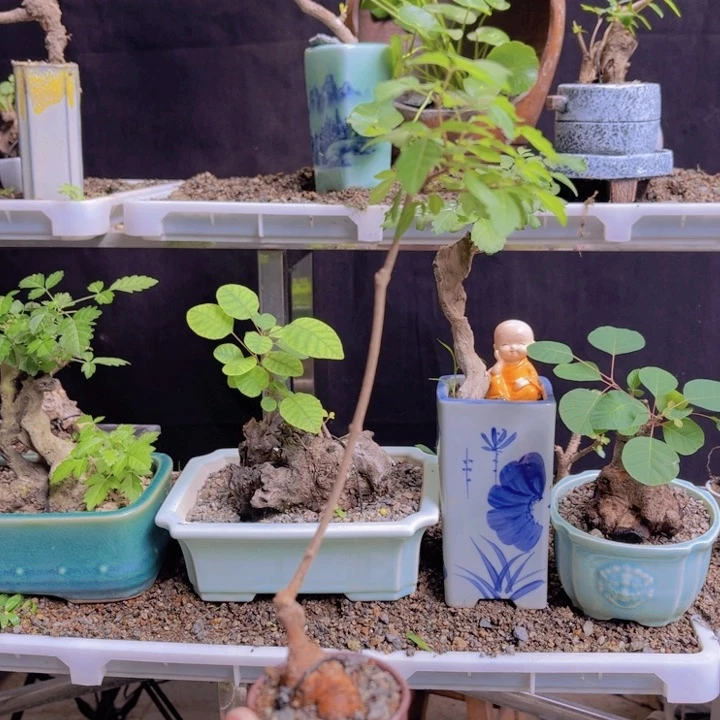 全部花朵123456789