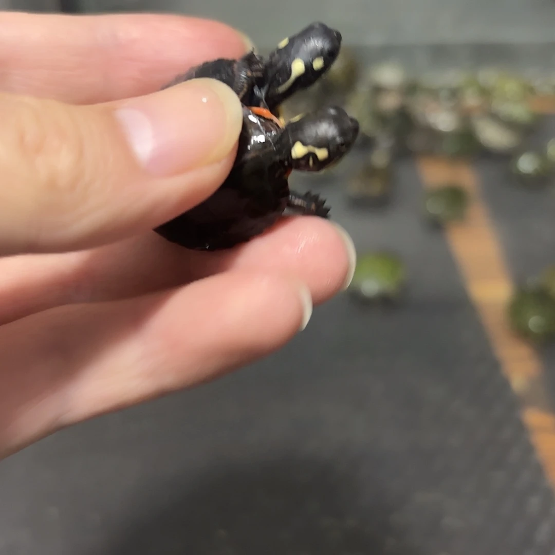 母绿毛龟东锦123456