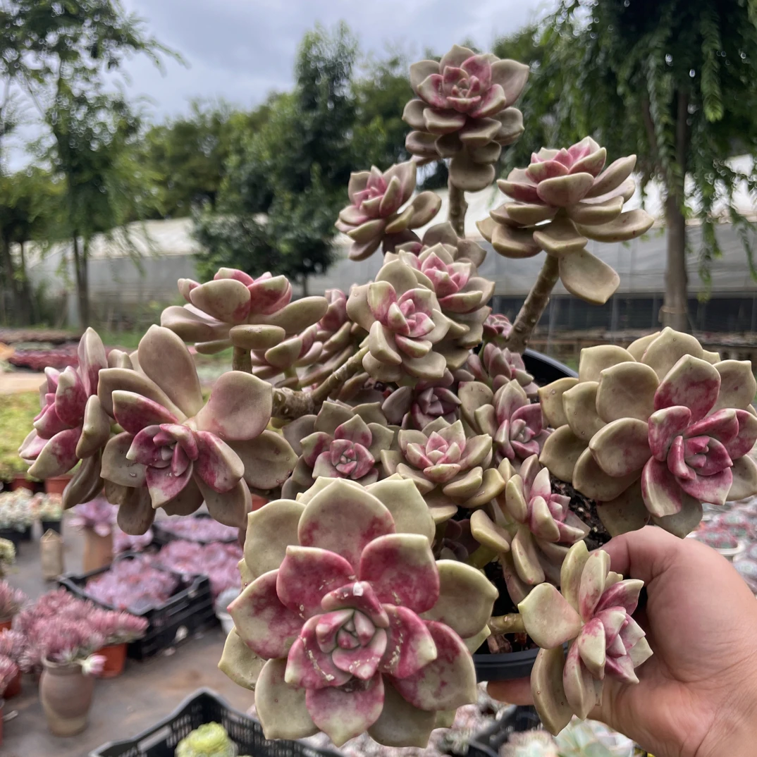 精控鹅肝  金金精品多肉植物